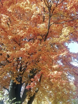 Dušičková vycházka 4